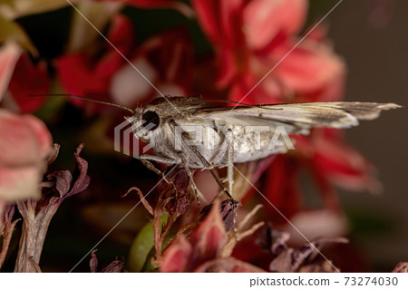 Graphic Owlet Moth in a flowering plant 73274030