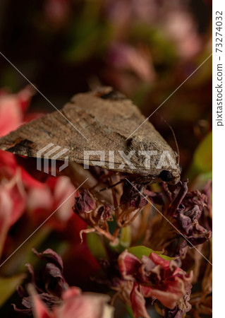 Graphic Owlet Moth in a flowering plant Graphic Owlet Moth in a flowering plant 73274032