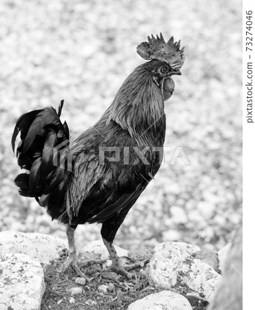Rooster is looking for food in farmyard Rooster is looking for food in farmyard 73274046