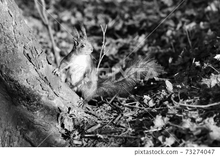 Squirrel in forest at sun autumn day Squirrel in forest at sun autumn day 73274047
