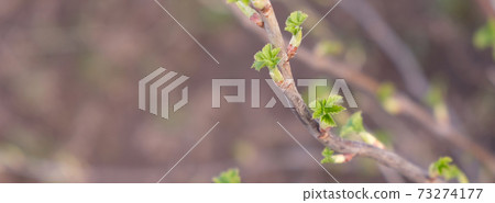 Currant branch with green shoots in early spring Currant branch with green shoots in early spring 73274177