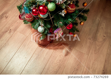 Cat's tail under the Christmas tree with the presents and keeping a watchful eye out for Santa using a shallow depth of field and selective focus with room for your text. Cat's tail under the Christmas tree with the presents and keeping a watchful eye out for Santa using a shallow depth of field and selective focus with room for your text. 73274269