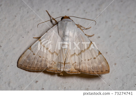 Underwing moth Underwing moth 73274741