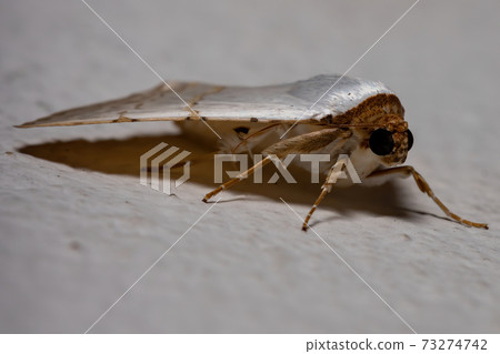 Underwing moth Underwing moth 73274742