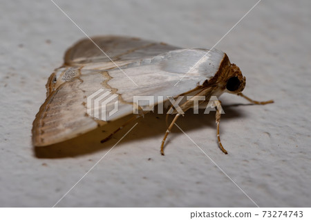 Underwing moth Underwing moth 73274743