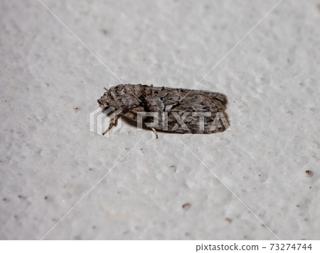 Black-olive Caterpillar Moth 73274744