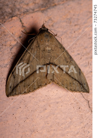 Brazilian Underwing moth Brazilian Underwing moth 73274745