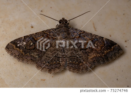 Underwing moth 73274746