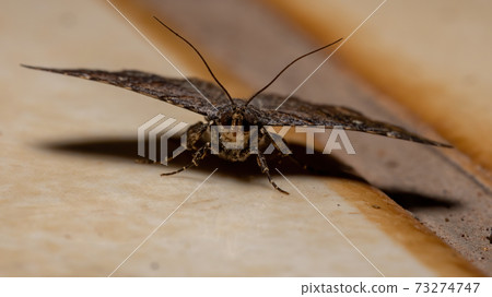 Underwing moth Underwing moth 73274747