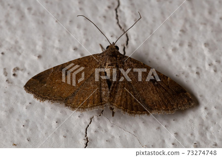 Brazilian brown moth Brazilian brown moth 73274748