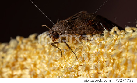 Brazilian brown moth 73274752
