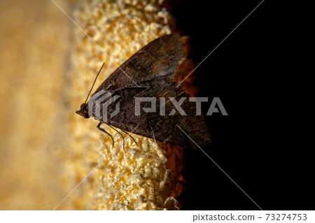 Brazilian brown moth 73274753