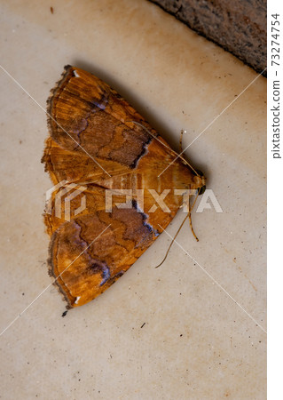 Underwing moth Underwing moth 73274754