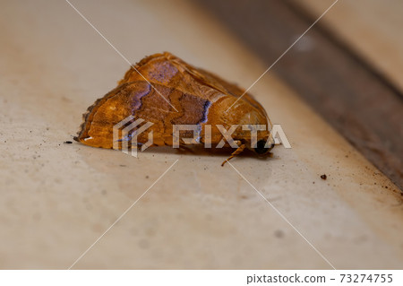Underwing moth Underwing moth 73274755