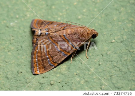 Brazilian Underwing moth Brazilian Underwing moth 73274756