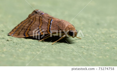 Brazilian Underwing moth Brazilian Underwing moth 73274758