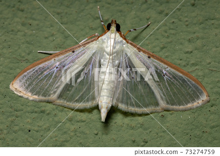 Four-spotted Palpita Moth Four-spotted Palpita Moth 73274759