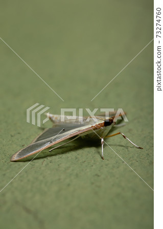 Four-spotted Palpita Moth 73274760