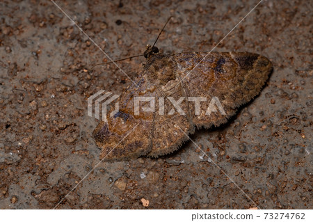 Underwing moth Underwing moth 73274762