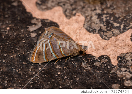 Brazilian Underwing moth Brazilian Underwing moth 73274764