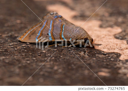 Brazilian Underwing moth 73274765