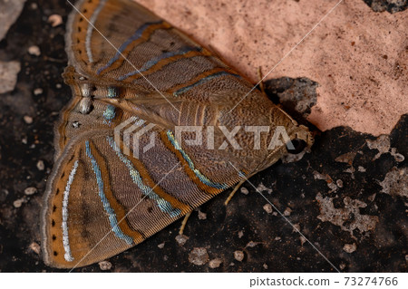 Brazilian Underwing moth Brazilian Underwing moth 73274766
