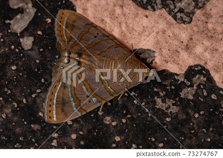 Brazilian Underwing moth Brazilian Underwing moth 73274767