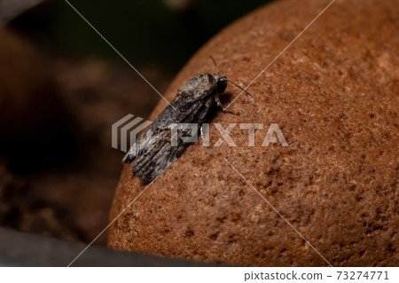Black-olive Caterpillar Moth 73274771