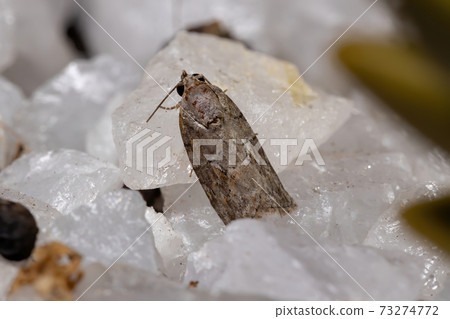 Black-olive Caterpillar Moth 73274772