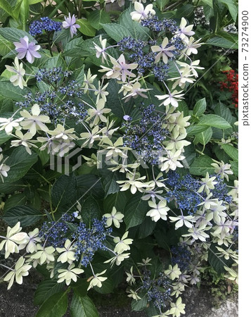 Hydrangea that begins to bloom 73274900
