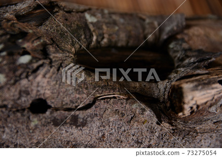 Dead tree image 73275054