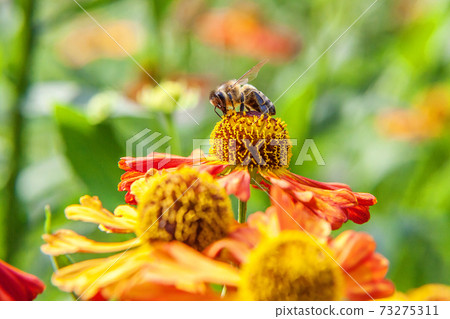 Honey bee covered with yellow pollen drink nectar, pollinating orange flower. Inspirational natural floral spring or summer blooming garden or park background. Life of insects. Macro close up. 73275311