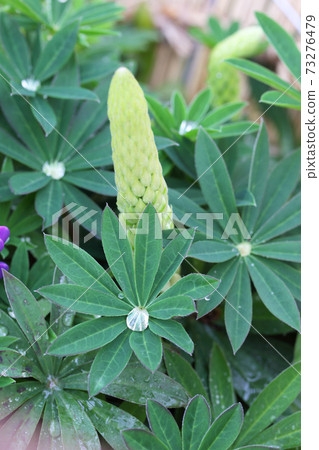 爬紫藤/羽扇豆葉,花蕾和雨滴 爬紫藤/羽扇豆葉,花蕾和雨滴 73276479