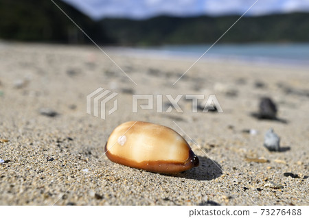塔達卡拉(Taldakara),塔卡拉蓋的貝殼在Am美大島(Amami Oshima)的沙灘上漂流 塔達卡拉(Taldakara),塔卡拉蓋的貝殼在Am美大島(Amami Oshima)的沙灘上漂流 73276488