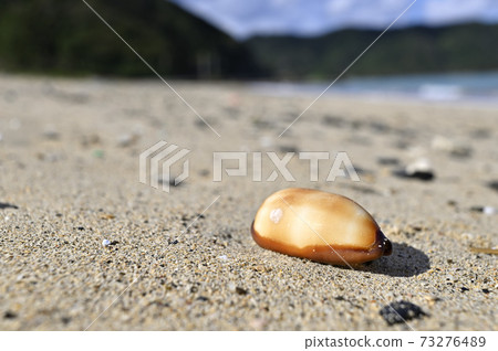 塔達卡拉(Taldakara),塔卡拉蓋的貝殼在Am美大島(Amami Oshima)的沙灘上漂流 塔達卡拉(Taldakara),塔卡拉蓋的貝殼在Am美大島(Amami Oshima)的沙灘上漂流 73276489