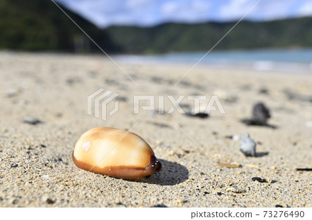 塔達卡拉（Taldakara），塔卡拉蓋的貝殼在Am美大島（Amami Oshima）的沙灘上漂流 73276490