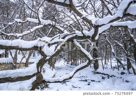 Baekyangsa Temple, Baekam Mountain, Changseong County, Jeonnam Baekyangsa Temple, Baekam Mountain, Changseong County, Jeonnam 73276897