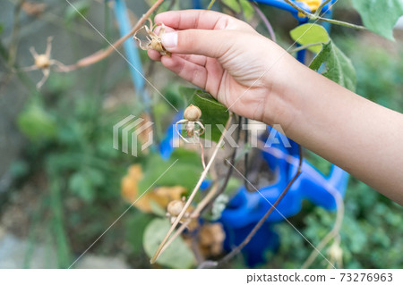 Harvesting morning glory seeds - Stock Photo [73276963] - PIXTA