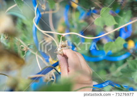 Harvesting morning glory seeds Harvesting morning glory seeds 73276977