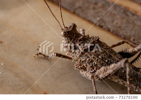 Brazilian Short-horned Grasshopper Brazilian Short-horned Grasshopper 73278100