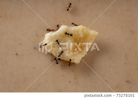 Big headed Ants 73278101