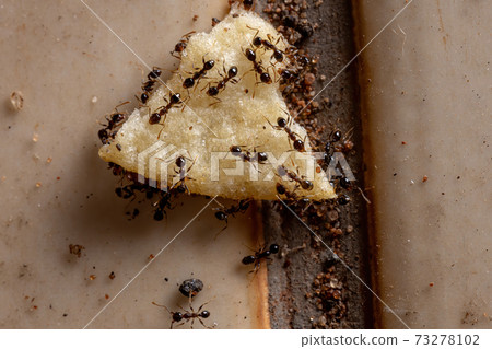 Big headed Ants Big headed Ants 73278102