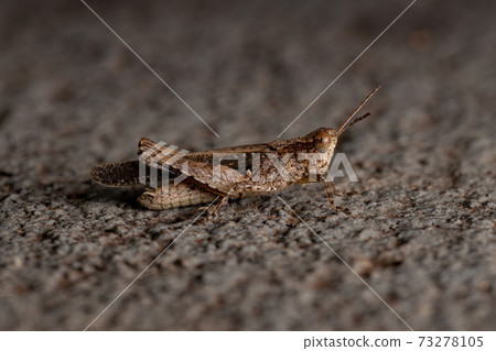 Stridulating Slant-faced Grasshopper 73278105