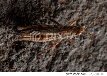 Stridulating Slant-faced Grasshopper 73278106