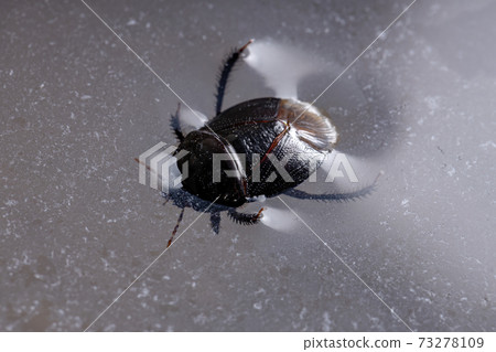Brazilian Burrowing Bug 73278109