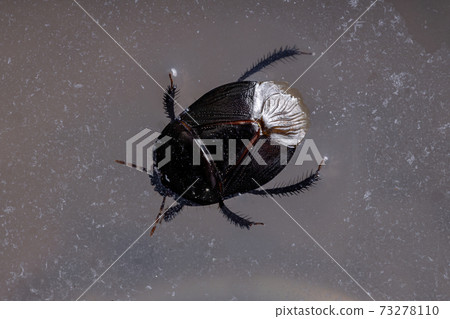 Brazilian Burrowing Bug 73278110