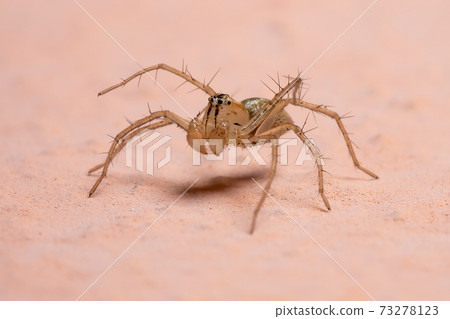Brazilian Lynx spider 73278123