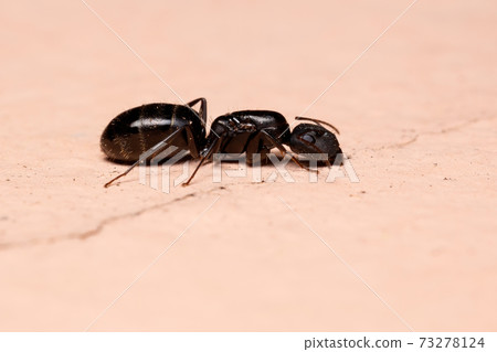 Brazilian Carpenter Ant Brazilian Carpenter Ant 73278124