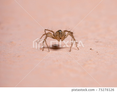 Brazilian Lynx spider 73278126