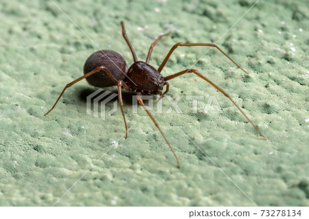 Brazilian Spitting Spider Brazilian Spitting Spider 73278134